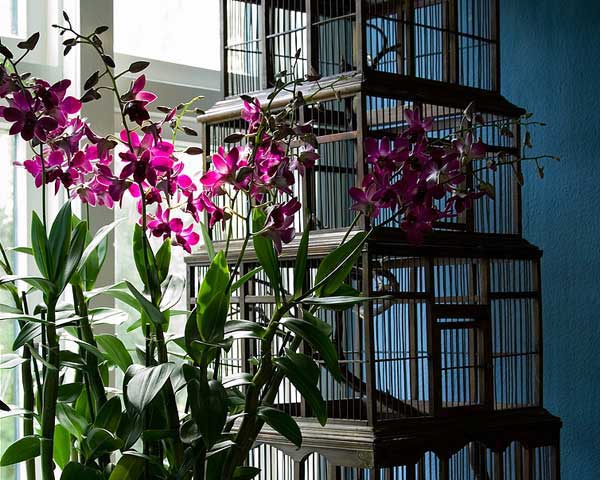 Entretien des plantes d’intérieur : quand et comment rempoter une orchidée ?
