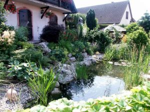 bassin-jardin-plantes-aquatiques - Copie