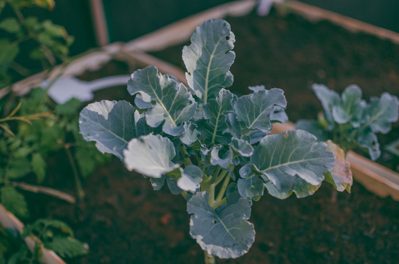 Potager en carré : plan, légumes faciles et astuces de récolte